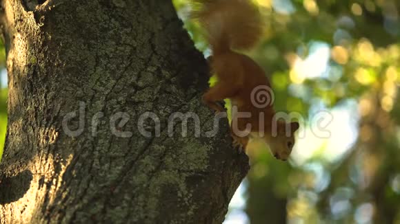 毛茸茸的松鼠在树上跳跃野生自然生活生物保护区视频的预览图