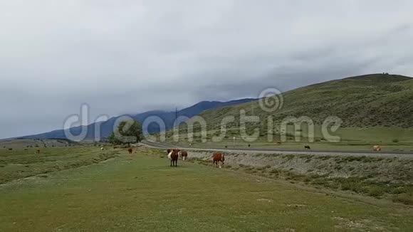 沿着草原路走一群牛在田里吃草美丽的风景如画的群山视频的预览图