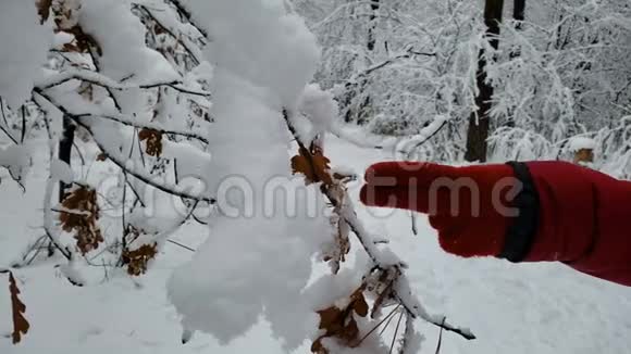 在冬季森林里散步的人触摸白雪覆盖的树木享受天气视频的预览图