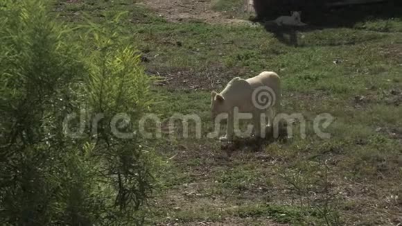 一只非洲白狮走着躲在灌木后面雄狮在浩瀚的非洲野生动物视频的预览图