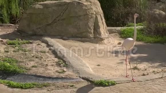 粉色火烈鸟进入水中广阔的非洲火烈鸟在野外优雅的鸟视频的预览图