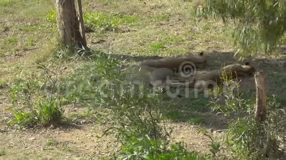 非洲狮子睡在一棵树下逃离炎热非洲辽阔的狮子野生动物视频的预览图