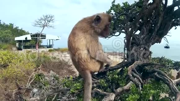 猴子坐在树上视频的预览图