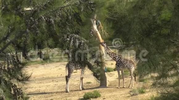 长颈鹿吃树上的叶子从树后面看长颈鹿非洲户外动物园出于意志的动物视频的预览图