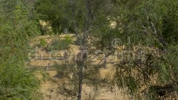 成年长颈鹿在领土上走来走去从树后面看长颈鹿非洲户外动物园动物视频的预览图