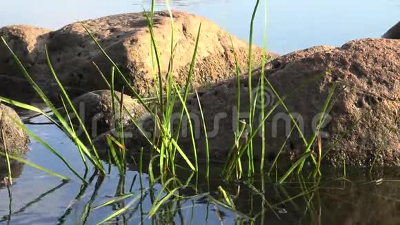 南布格河水上有水生植物和花岗岩石块的景观视频的预览图