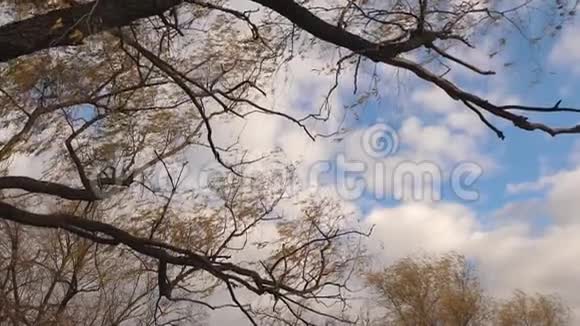 美丽的柳树有黄色的叶子在秋天蓝天的背景上有云慢动作公园里视频的预览图
