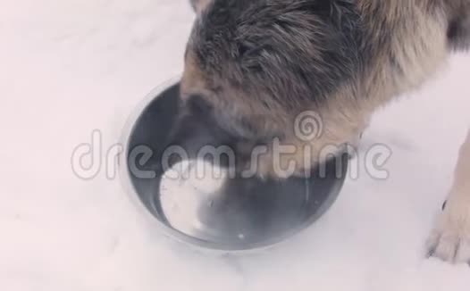 狗舔空碗视频的预览图