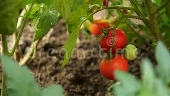 农民正在收获新鲜的成熟番茄把绿色的番茄留在植物上成熟男人手摘新鲜西红柿视频的预览图