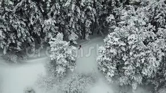 一个人在针叶树中绿毛被雪覆盖山上覆盖着白雪的森林视频的预览图