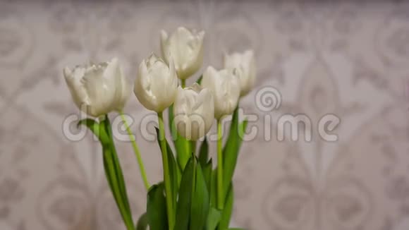 家里的白色郁金香视频的预览图