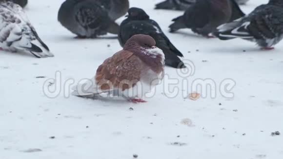 冬天坐在寒冷的雪地上一群鸽子结冰了视频的预览图