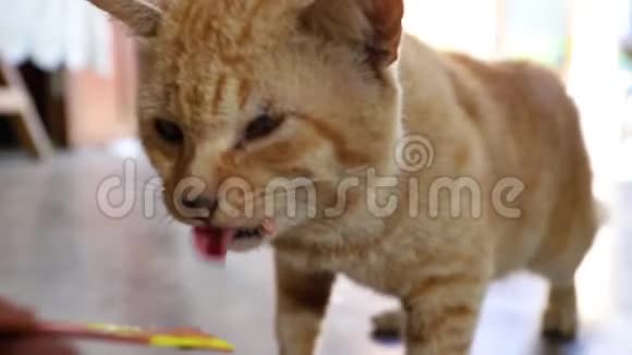 吃零食的猫视频的预览图