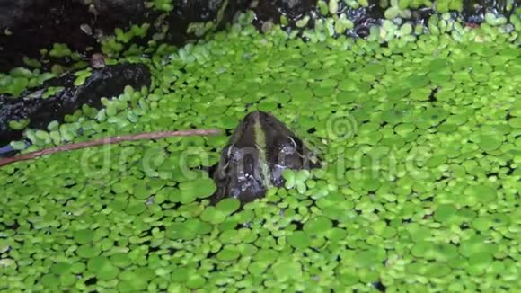 在南布格河附近的水上漂浮着的鸭绒中的沼泽蛙视频的预览图