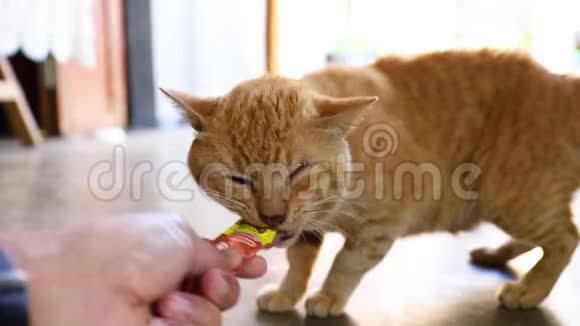 吃零食的猫视频的预览图