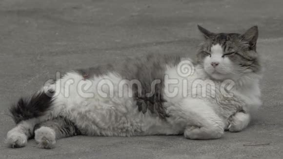 一只大的街道白灰猫躺在马路上然后站起来离开4k4k录像60英尺视频的预览图