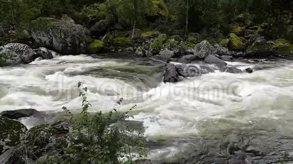 阿尔泰乌恰瀑布附近的楚查河水流强劲夏天去俄罗斯旅游视频的预览图