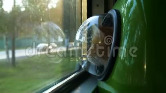 猫坐在宠物袋里看着火车窗外的汽车视频的预览图