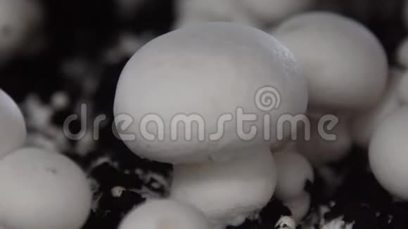 业的蘑菇蘑菇农场香碧桂农生产农场一排排的床生长的蘑菇视频的预览图
