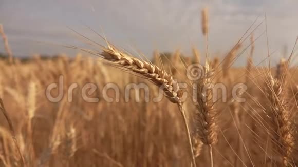 在一片田野里特写美丽成熟的黄色小麦视频的预览图