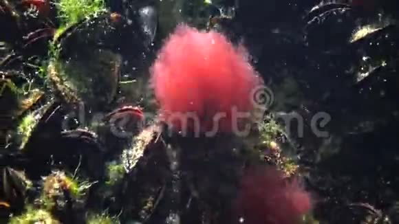 红藻在水中游动附着在黑海贻贝上黑海视频的预览图