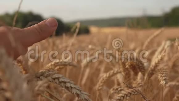 手摸和摘熟的黄麦穗视频的预览图