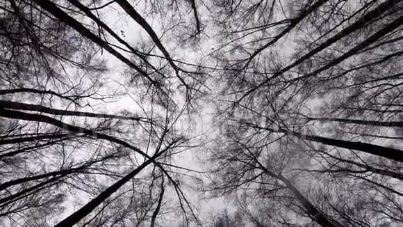 在冬天的森林和灰色的寒冷的天空中看到楼上的树冠视频的预览图