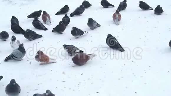 冬天坐在寒冷的雪地上一群鸽子结冰了视频的预览图