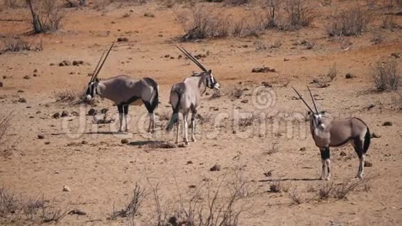 三个OryxAntelopes站在纳米比亚Etosha国家公园视频的预览图