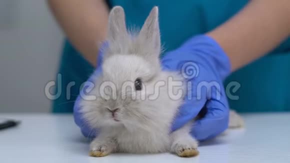 兽医用手检查兔毛是否有跳蚤或螨虫宠物保健检查视频的预览图