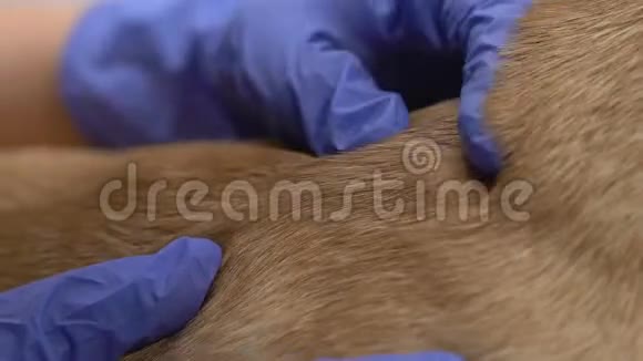 宠物专家检查狗毛搜寻昆虫叮咬皮肤科治疗视频的预览图