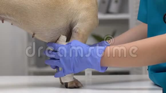 带手套的兽医用弹力绷带包裹狗爪医疗护理视频的预览图