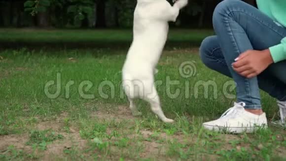 带棕色脑袋的白狗带彩色玩具慢动作视频的预览图