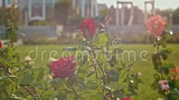 公园里的玫瑰带着太阳耀斑视频的预览图