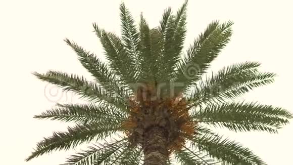 一棵年轻的绿棕树从风中摇曳从下面看视频的预览图