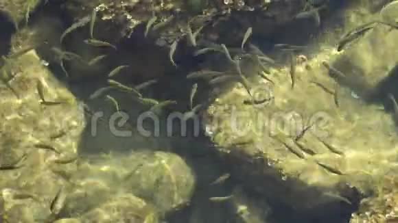 饥饿的鱼群在亚得里亚海海岸附近游泳慢动作视频的预览图