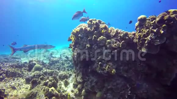 一条大梭鱼漂浮在礁石底部视频的预览图
