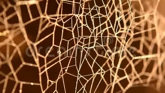 新妮蜘蛛网特写阳光反射视频的预览图