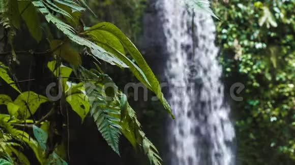 靠近热带瀑布微风吹动的丛林蕨类植物视频的预览图