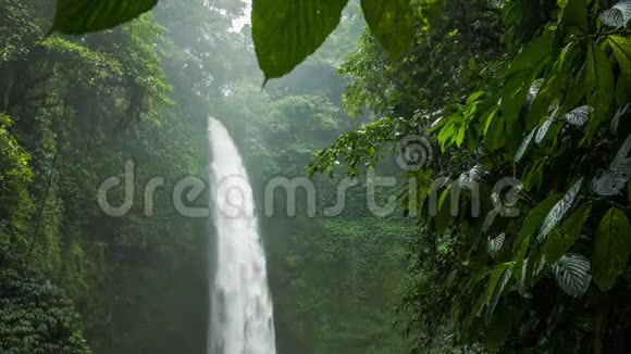 热带瀑布隐藏在茂密的丛林绿色中绿叶在微风中活动湿度高视频的预览图