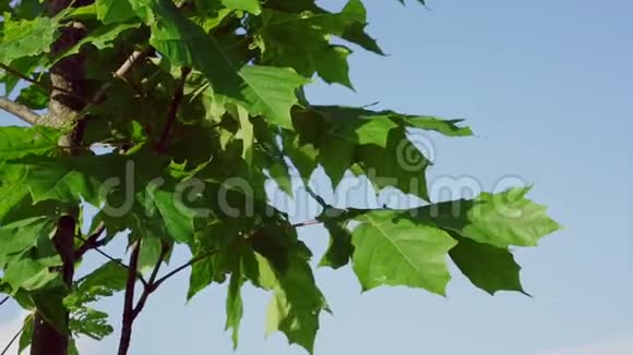 绿色的枫叶在棕枝上随风飘扬视频的预览图