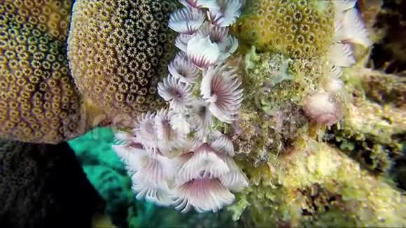 水下软珊瑚特写羽毛明星输球视频的预览图