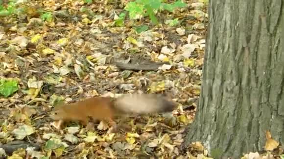 红松鼠在寻找食物视频的预览图