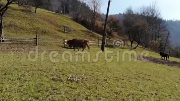 一头牛在喀尔巴阡山脉的牧场上行走视频的预览图