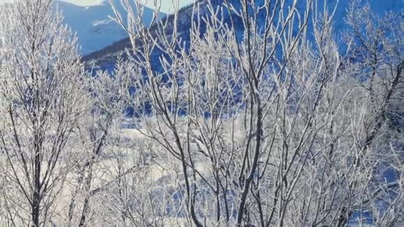 阳光明媚的冬日树上的霜冻视频的预览图