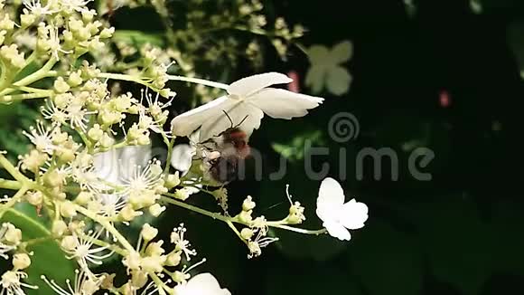 大黄蜂向后飞行视频的预览图