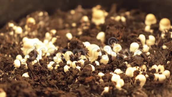 种植白香草菇的时间间隔视频的预览图