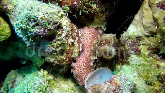 一只五颜六色的章鱼躲在礁石里视频的预览图