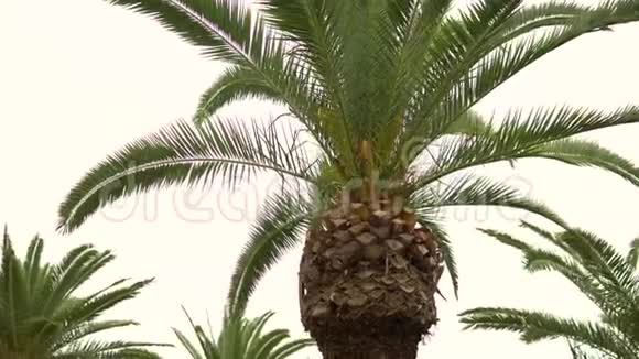 一棵年轻的绿棕树从风中摇曳下面的视图视频的预览图