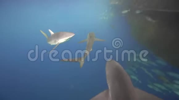 一群丝滑的鲨鱼靠近船视频的预览图
